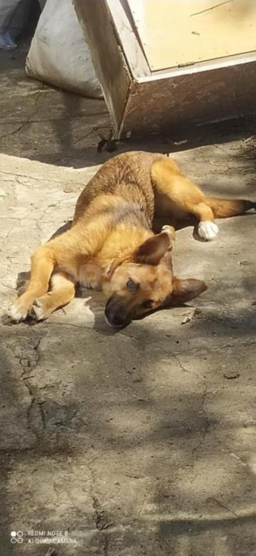 Собака  ищет дом и надежную семью . - Орск