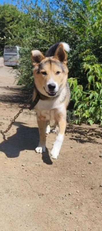 Знакомьтесь, это наш шикарный, кастрированный красавец! - Орск