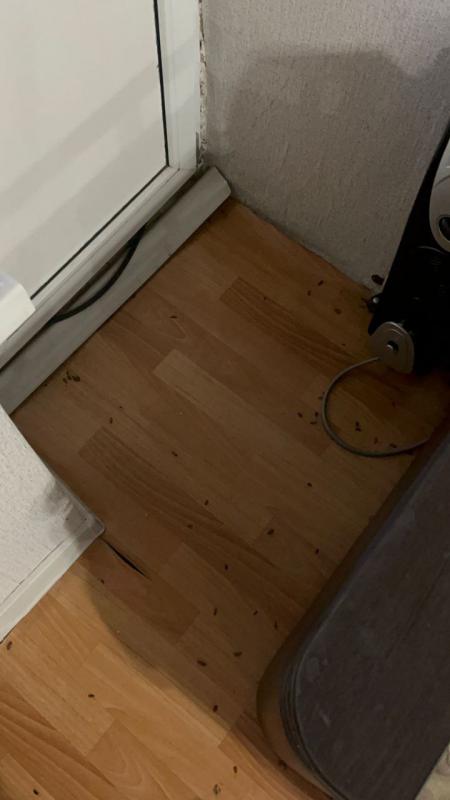 Уничтожение Насекомых.

🪳 Уничтожение тараканов
🛏 Уничтожение клопов
🐜 Муравьи и другие насекомы - Новотроицк