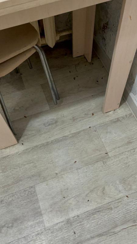 Уничтожение Насекомых.

🪳 Уничтожение тараканов
🛏 Уничтожение клопов
🐜 Муравьи и другие насекомы - Новотроицк