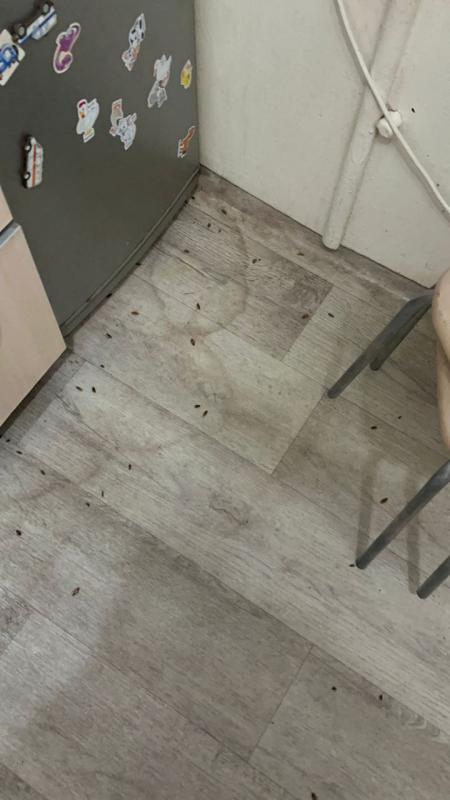 Уничтожение Насекомых.

🪳 Уничтожение тараканов
🛏 Уничтожение клопов
🐜 Муравьи и другие насекомы - Новотроицк