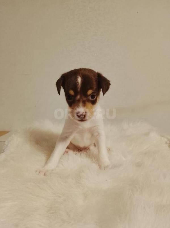 Щенки той терьер 2 мальчика - Орск