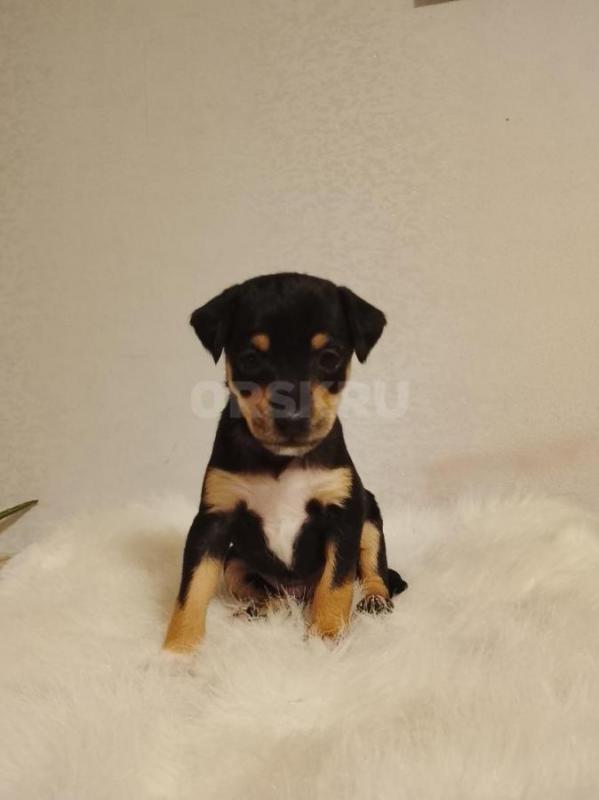 Щенки той терьер 2 мальчика - Орск