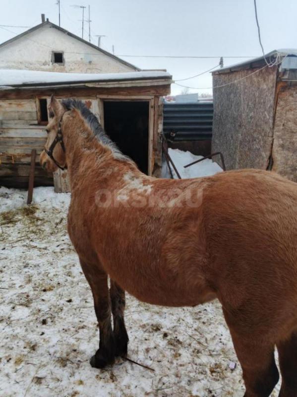 Продам лошадь 5лет , спокойная, обученная - Орск