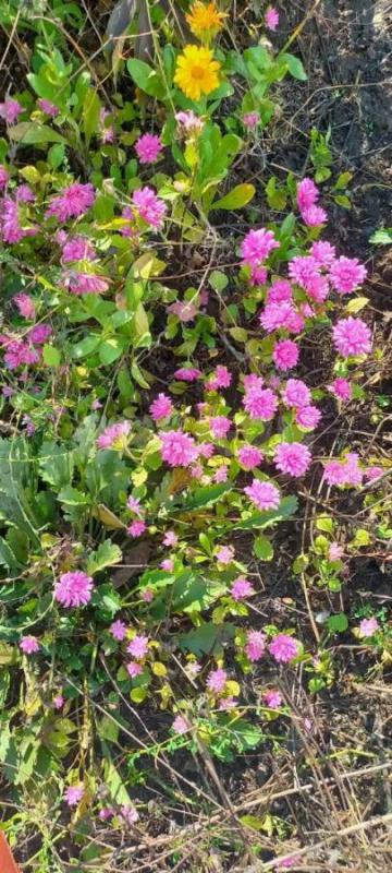 Продается сад. - Новотроицк