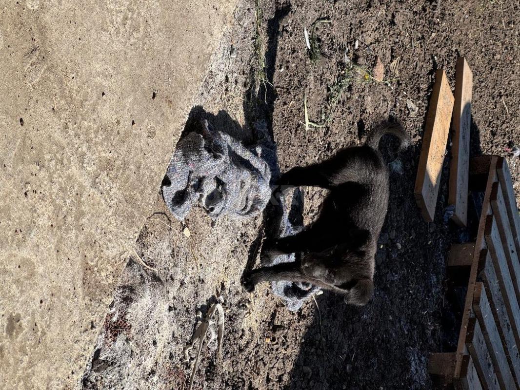 Отдам бесплатно в хорошие руки щенков мальчик и девочка ! - Орск