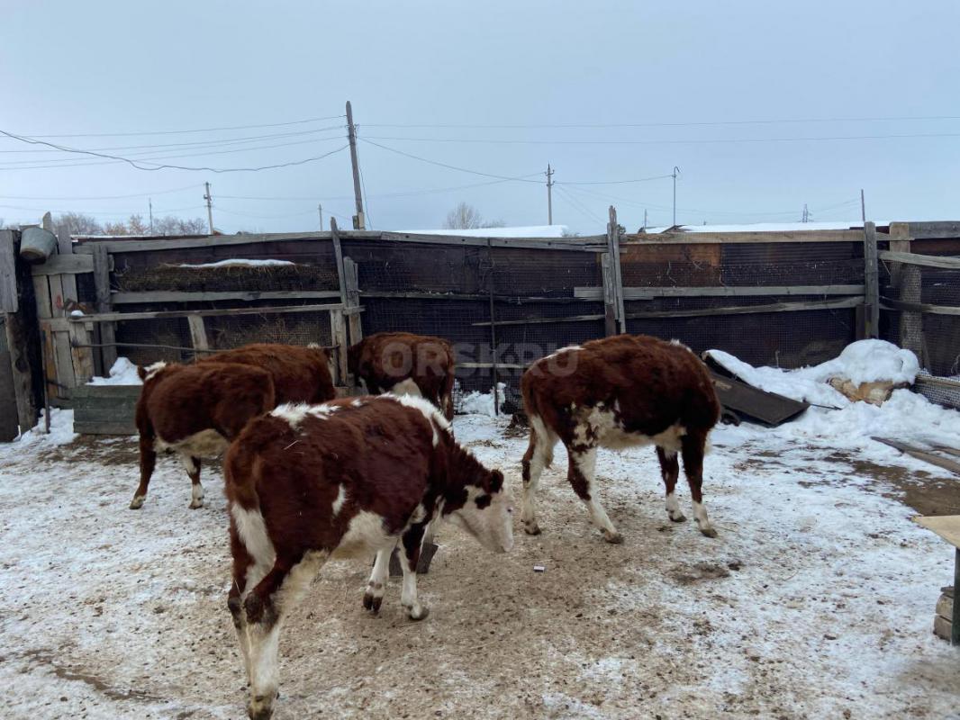 Продам 5 телок на доращивание или развод ! - Орск