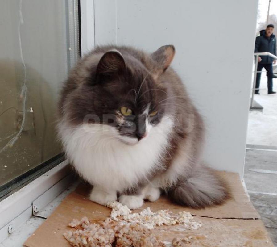 Девочка, молодая, очень  красивая, на улице. - Орск