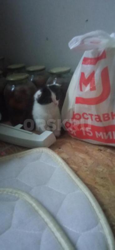 Продам шотландских вислоухих котят. - Орск