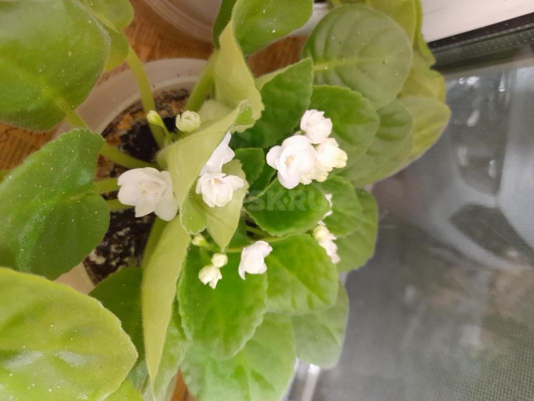 Продам фиалки. 200 р. - Орск