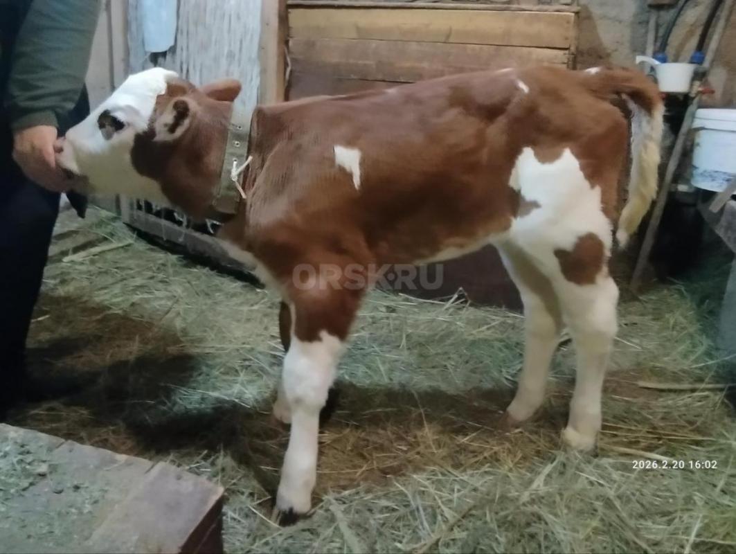 Продаю тёлочку крупную возраст 10 дней от высокой коровы. - Орск