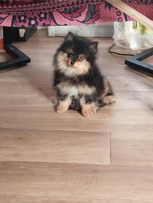 Девочка шпиц ждет своих любящих хозяев. - Орск