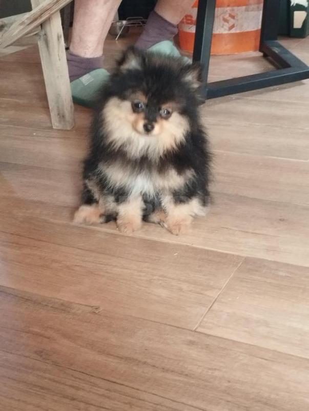 Девочка шпиц ждет своих любящих хозяев. - Орск