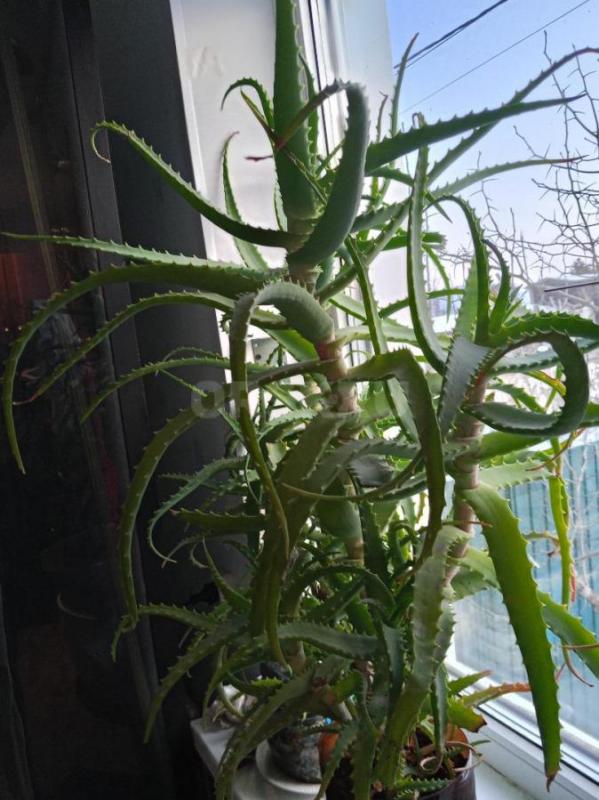 АЛОЕ 5 летнее - Орск