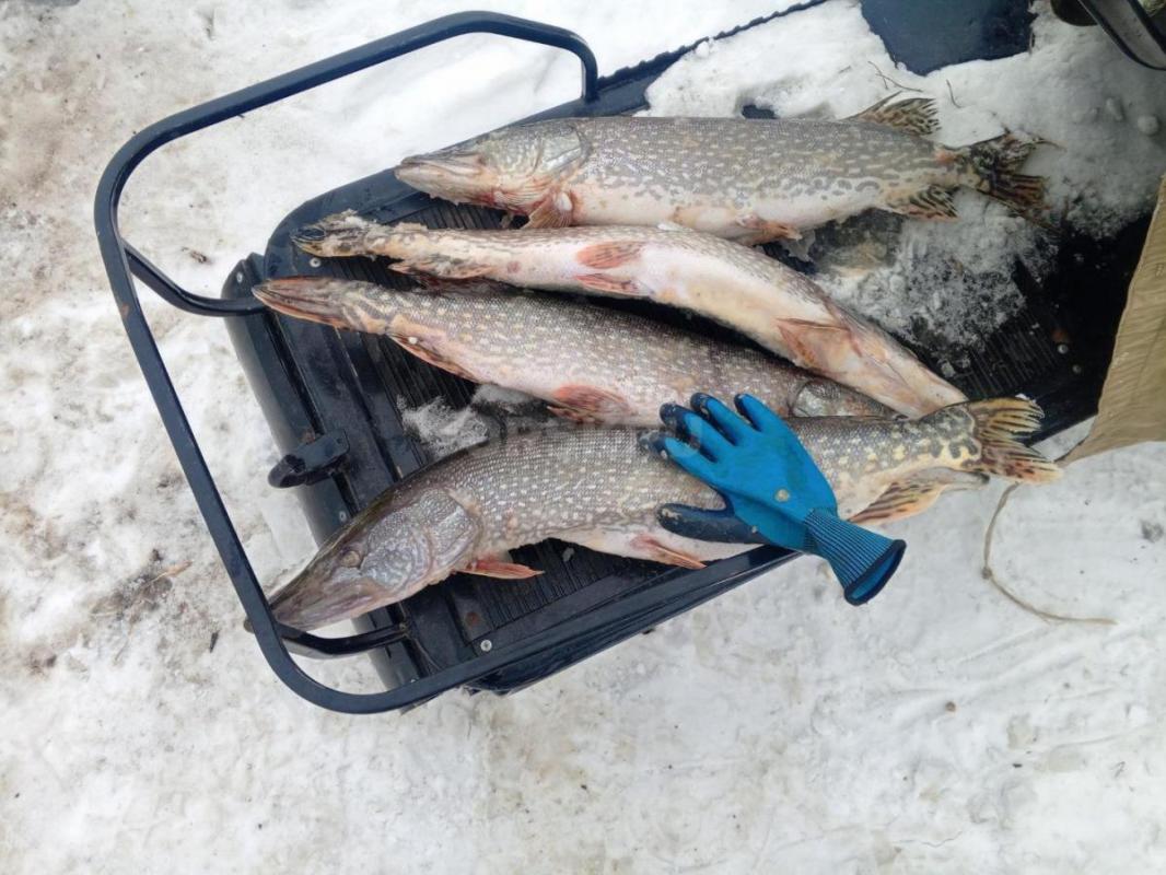 Продам свежемороженую щуку - Орск