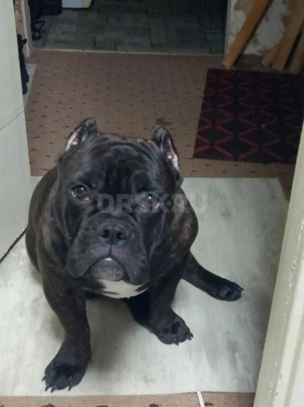 Продам щенка Американского Булли 6 месяцев (кабель). - Орск