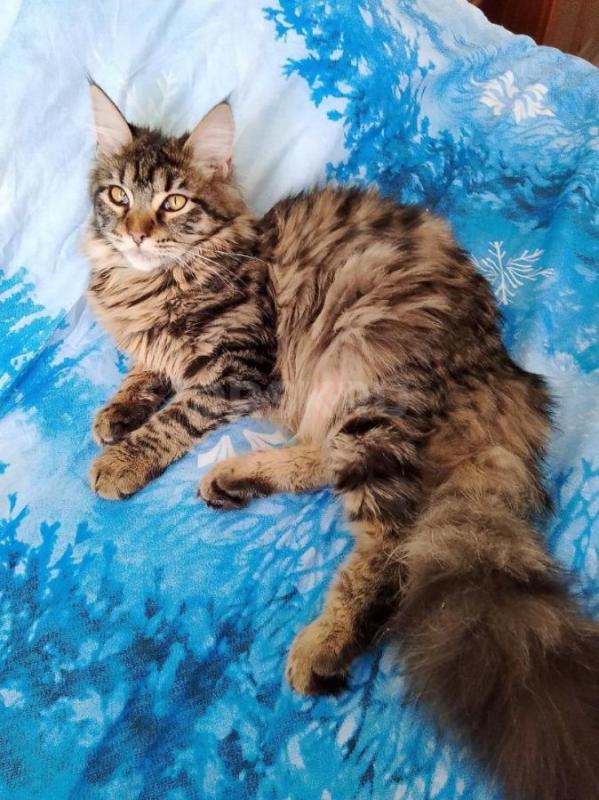 Котенок мейн кун 8 месяцев. - Орск