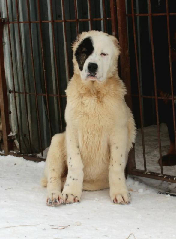 Щенки Алабая,из профессионального питомника   крепкие, породные, привиты, документы РКФ. - Новотроицк