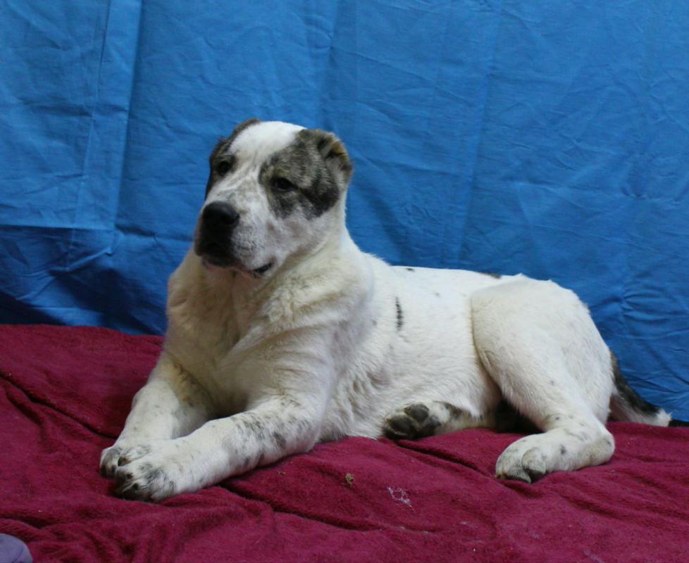 Щенки Алабая,из профессионального питомника   крепкие, породные, привиты, документы РКФ. - Новотроицк