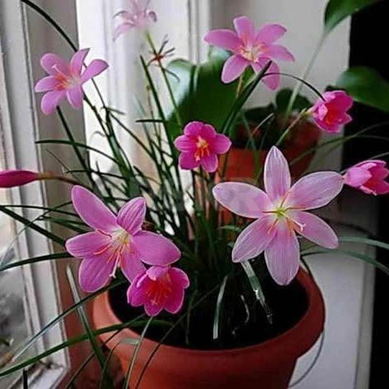 Гиппеаструм луковица,зефирантес сингониум, золотой ус  по 100 руб 
Район ул Строителей - Орск