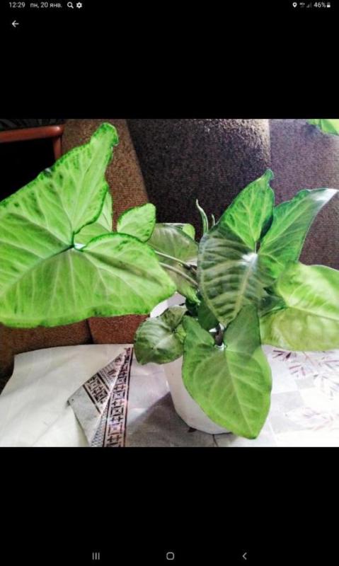 Гиппеаструм луковица,зефирантес сингониум, золотой ус  по 100 руб 
Район ул Строителей - Орск