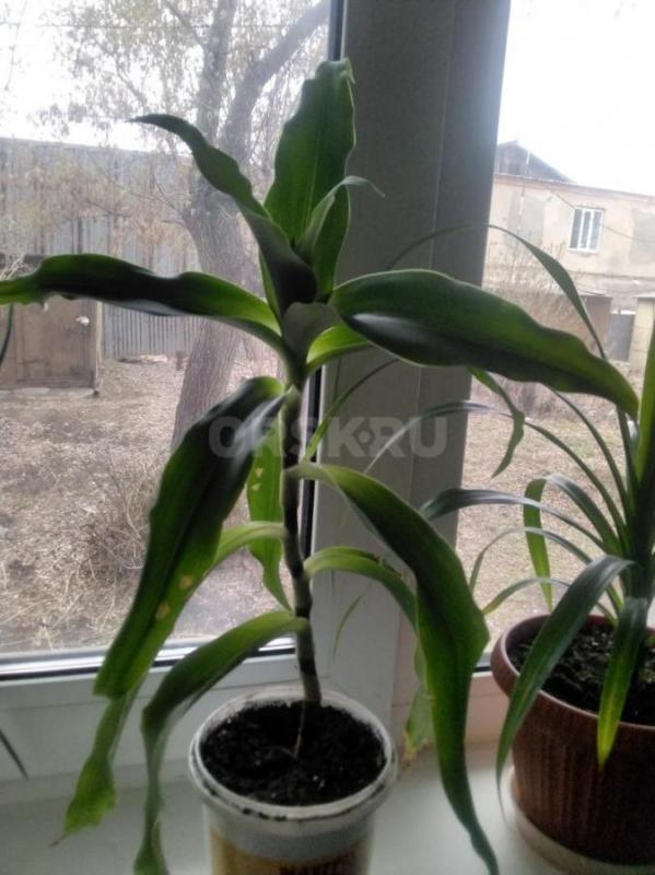 Гиппеаструм луковица,зефирантес сингониум, золотой ус  по 100 руб 
Район ул Строителей - Орск