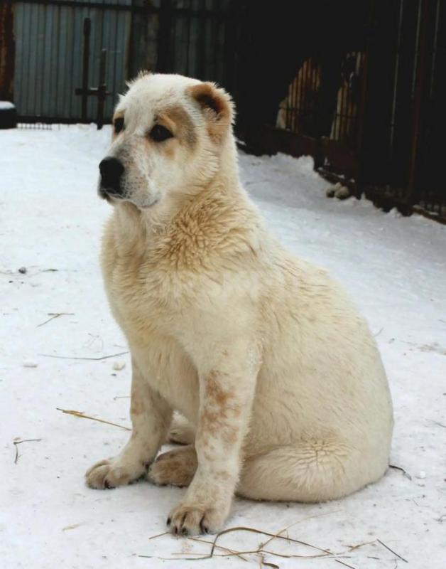 Щенки Алабая из профессионального питомника с отличной родословной, крепкие, породные, с документами - Орск