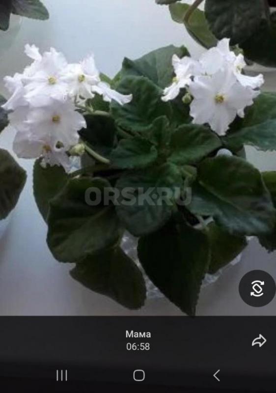 Продам фиалки - Орск