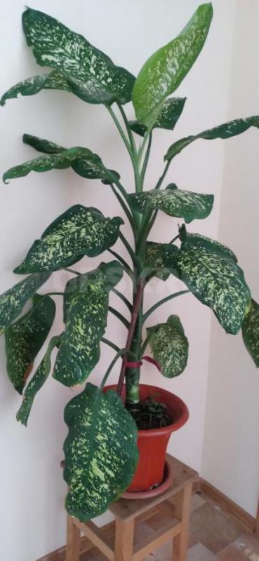 Продам комнатные цветы спатифиллум ( женское счастье)  350 руб   и диффенбахию ( высота 1м)  1000 ру - Орск