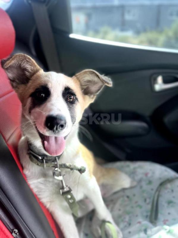 Панда в поисках дома. - Орск