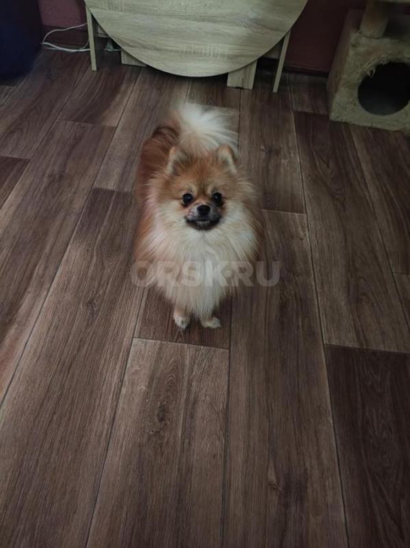 Продам девочку малого померанского шпица. - Орск