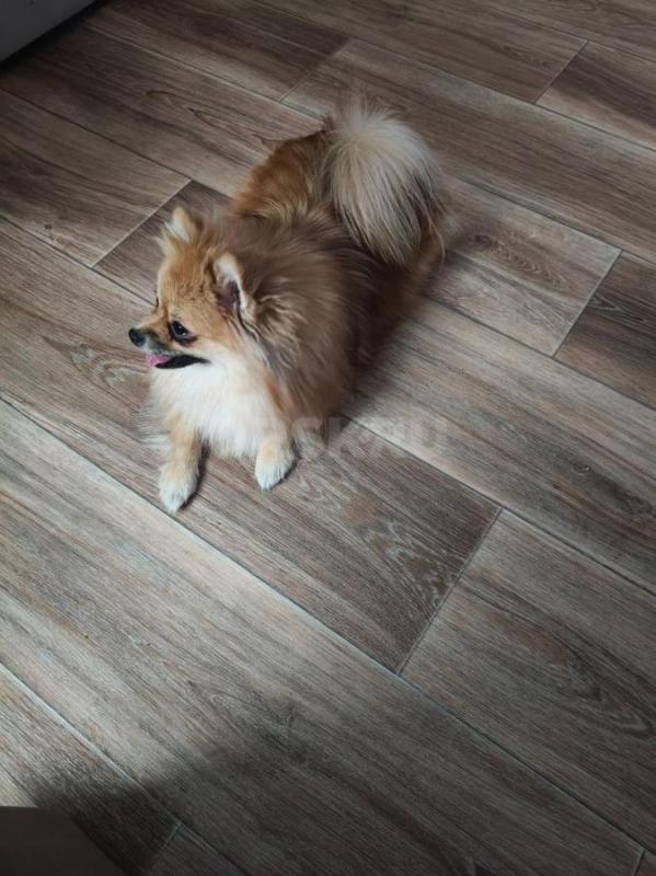 Продам девочку малого померанского шпица. - Орск