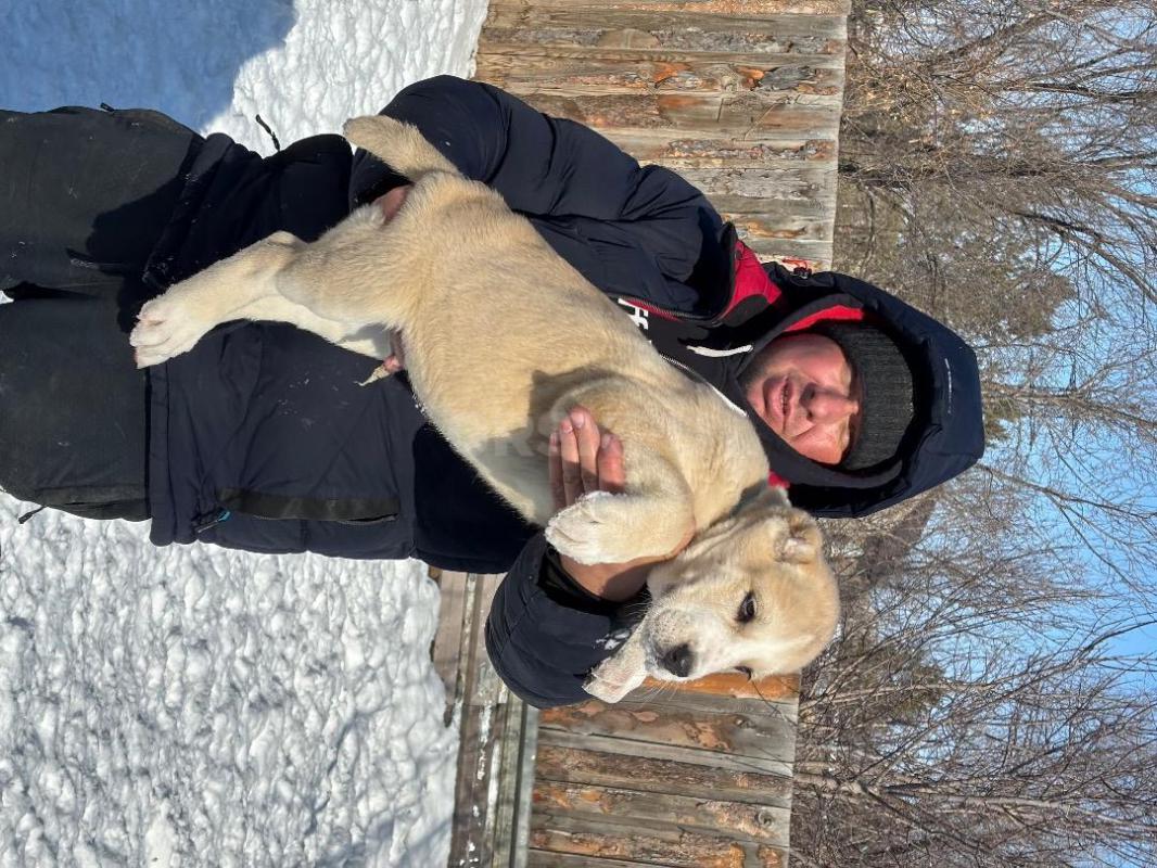 Питомник предлагает щенков сао(алабай) от крупных, титулованых родителей. - Орск