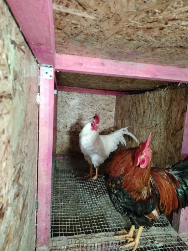 Продам петухов 10 мес. - Орск