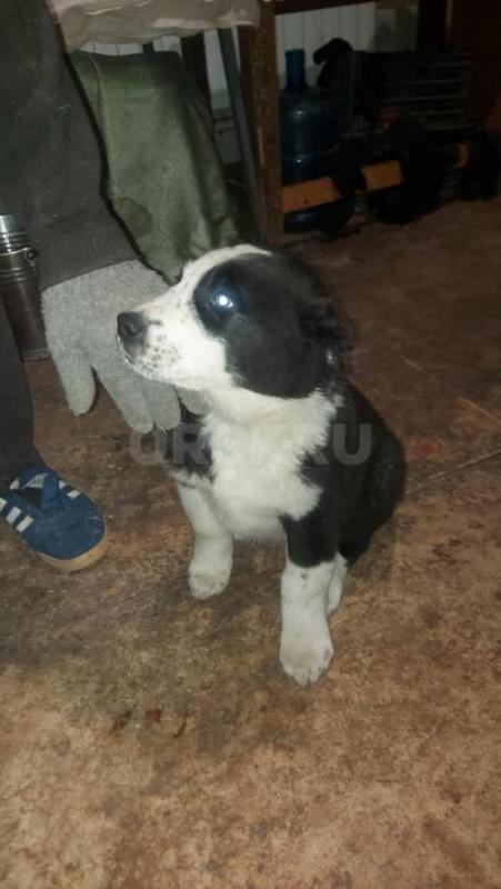 Продам щенков среднеазиатской овчарки (алабай) настоящие защитники. - Орск