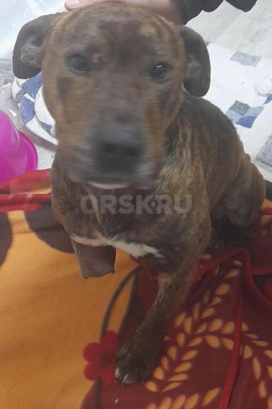 18.02.2026г в п. - Орск