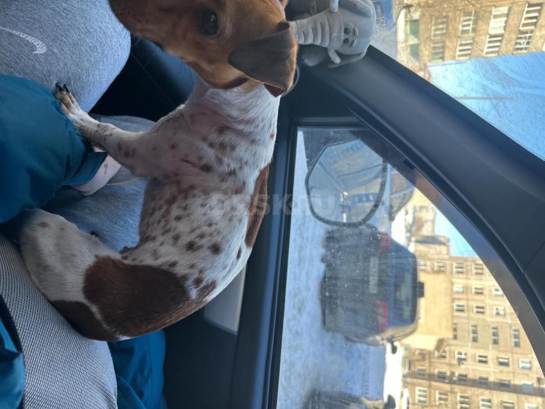 Нашли собачку-девочку на вид джек рассел-терьер, на улице Ялтинской 94 (рядом поселок Звездный), бег - Орск