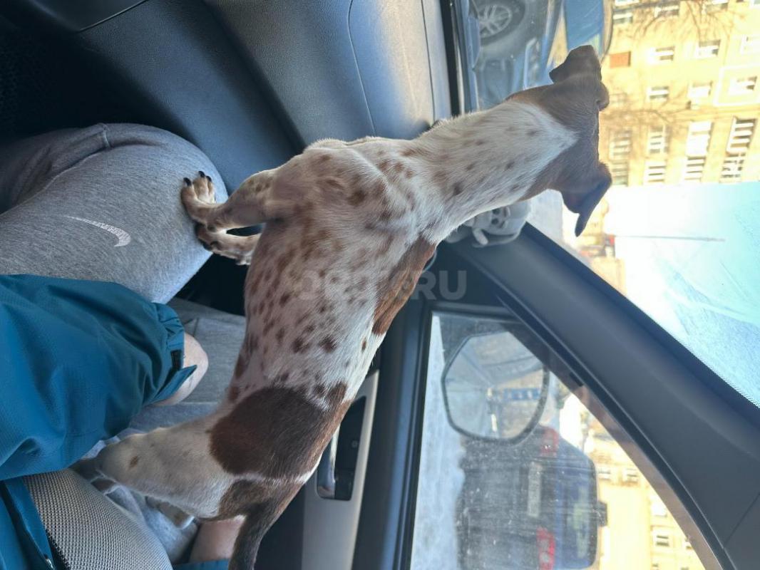 Нашли собачку-девочку на вид джек рассел-терьер, на улице Ялтинской 94 (рядом поселок Звездный), бег - Орск