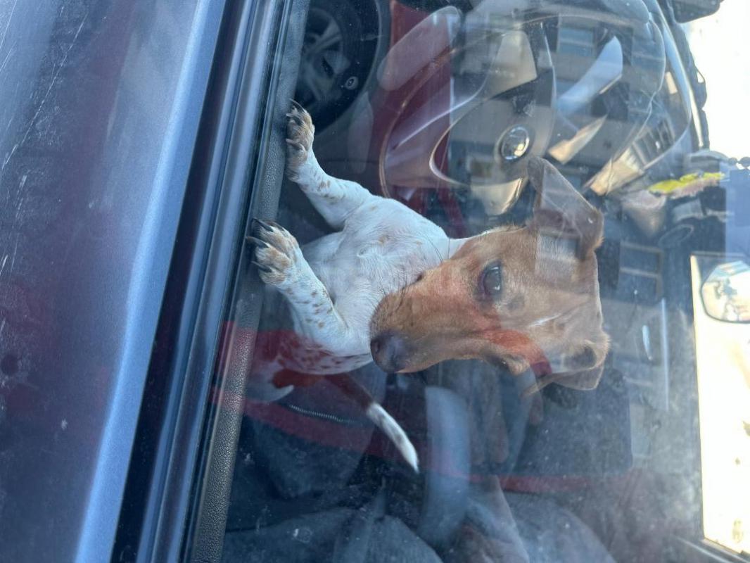 Нашли собачку-девочку на вид джек рассел-терьер, на улице Ялтинской 94 (рядом поселок Звездный), бег - Орск