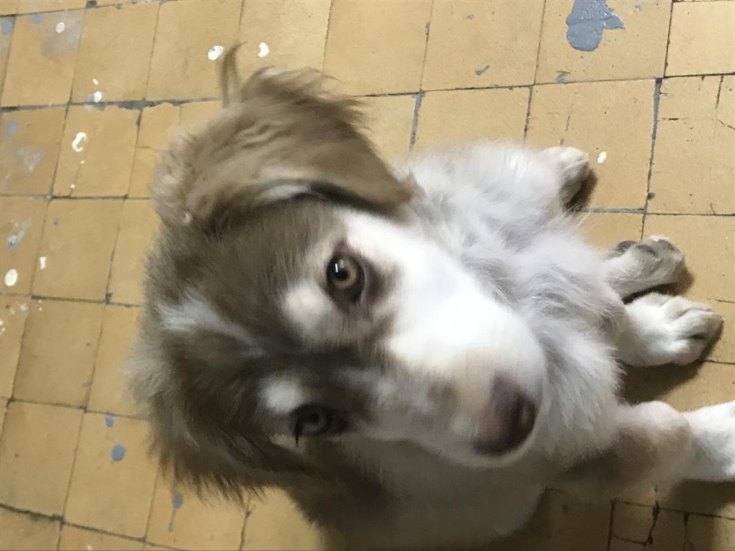 Отдам мальчика «Тошку « г Орск ! - Орск