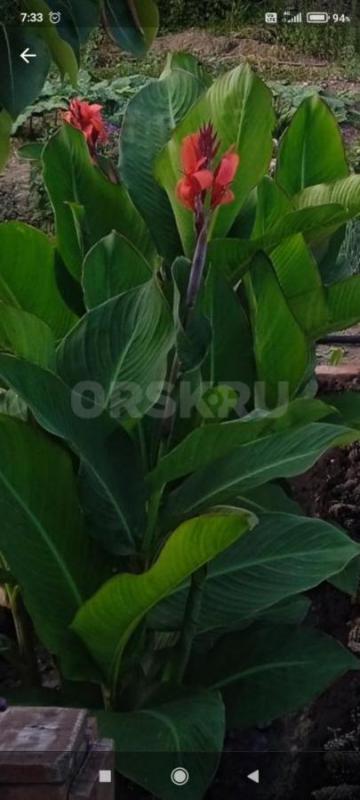 Продам клуб Канны, живые, пора сажать. 18 шт. - Орск