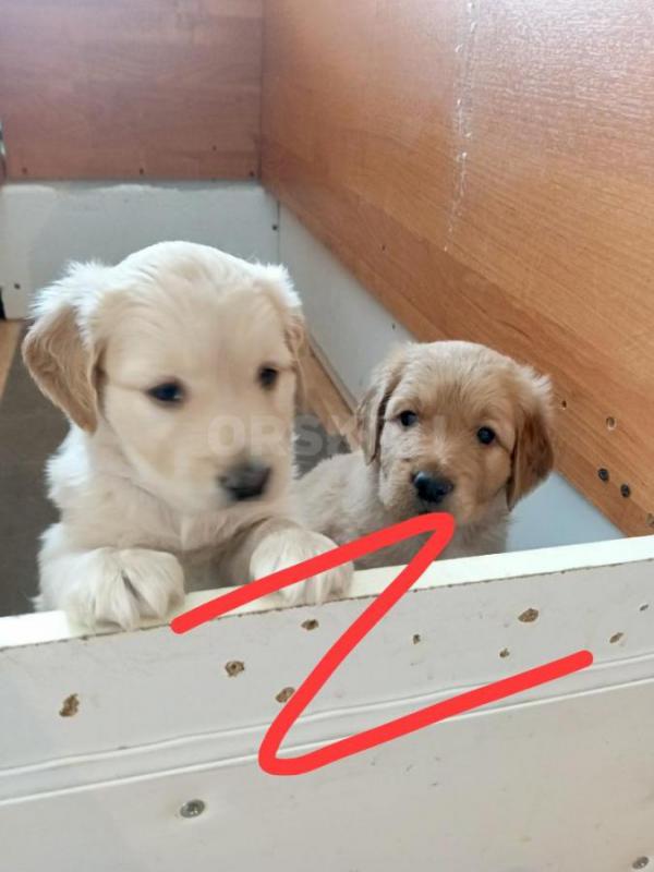 Щенки золотистого ретривера. - Орск