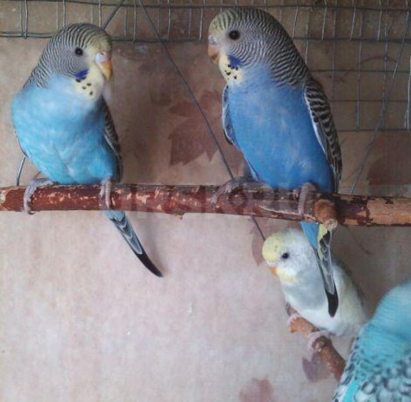 Продам молодых птенцов волнистых попугаев, местного разведения. - Орск