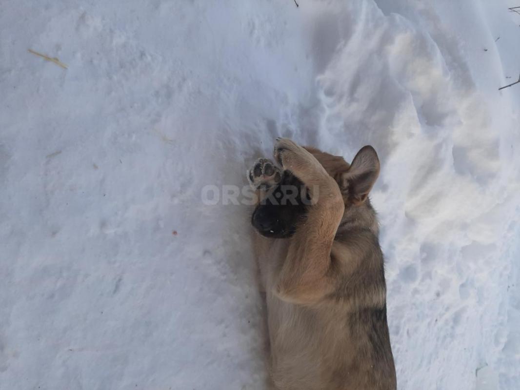 Два щенка 7 месяцев, кобелек и стерилизованная девочка, добрые, коммуникабельные, охранники замечате - Орск