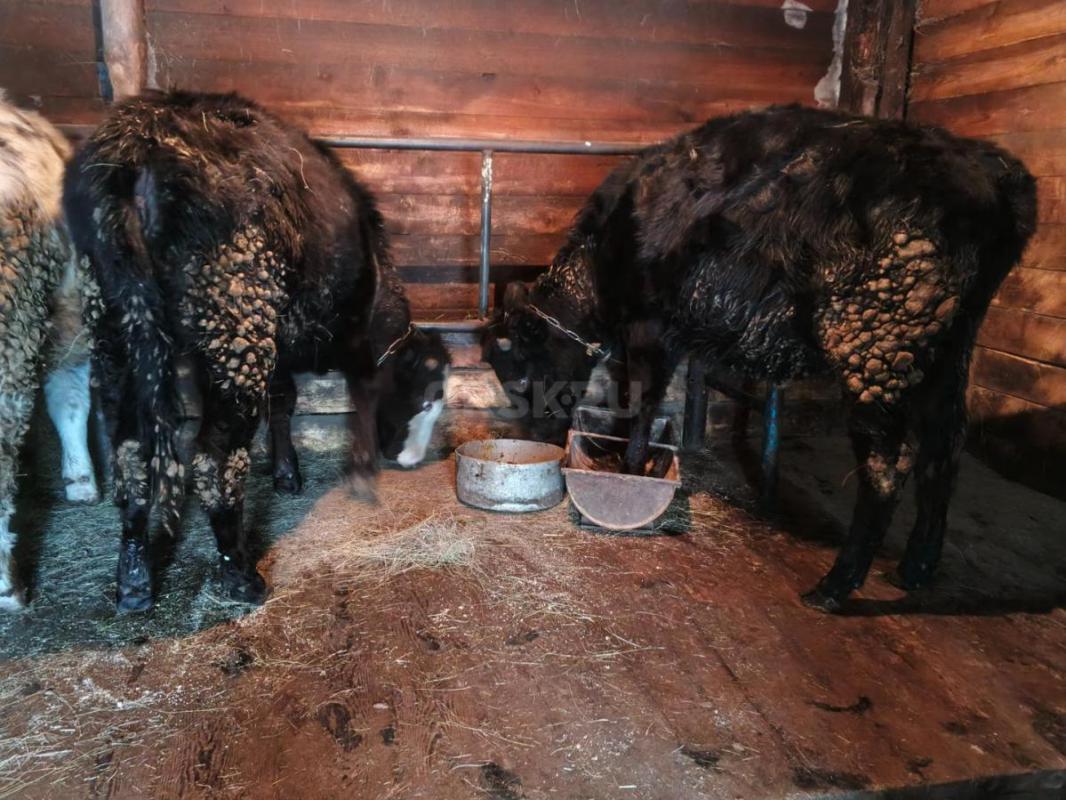 Продам телок - Новоорск