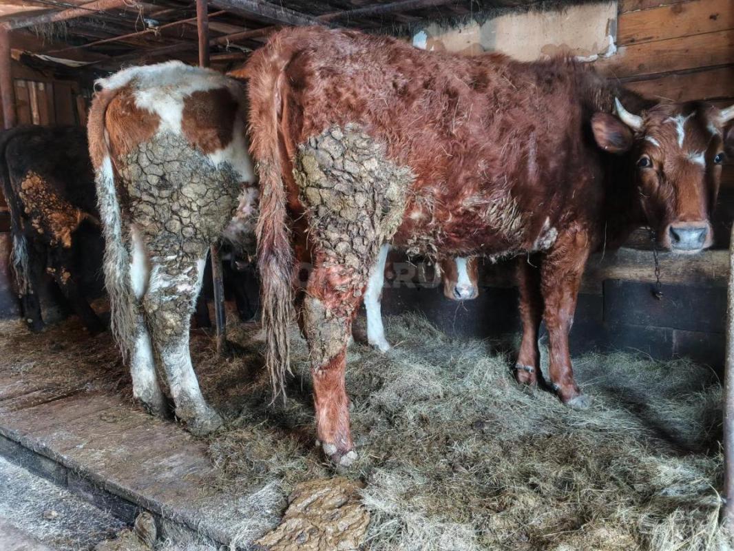 Продам телок - Новоорск