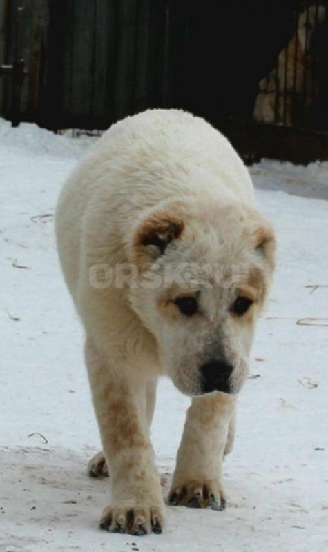 Щенки Алабая из профессионального питомника с отличной родословной, крепкие, породные, с документами - Орск