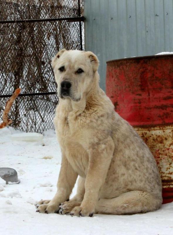 Щенки Алабая из профессионального питомника с отличной родословной, крепкие, породные, с документами - Орск