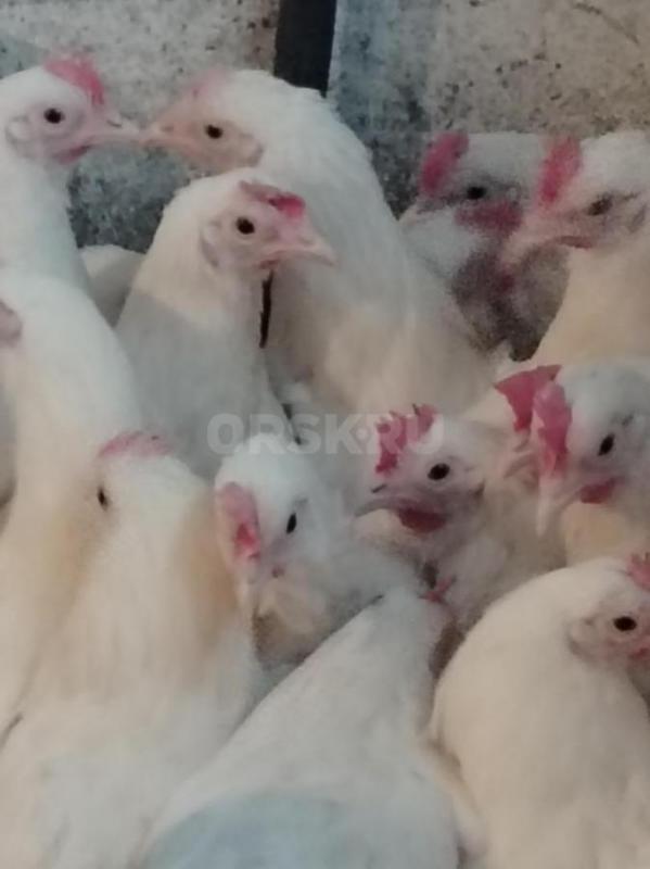 В продаже куры несушки Ломан Браун 4,5 мес - 550р,Ломан Браун 6 месяцев начали нестись - 600р,Ломан - Орск