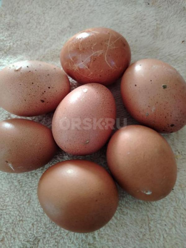 В продаже куры несушки Ломан Браун 4,5 мес - 550р,Ломан Браун 6 месяцев начали нестись - 600р,Ломан - Орск